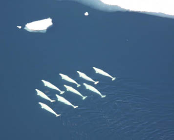 Aerial view of belugas in formation in the Chukchi Sea.