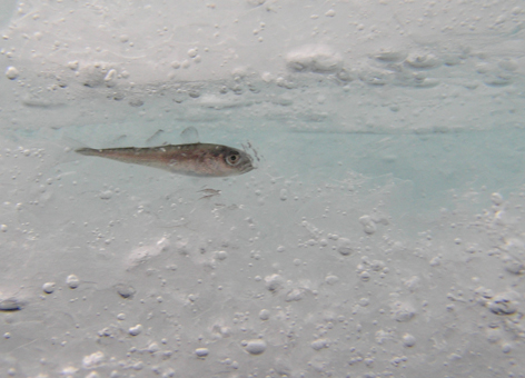 An arctic cod rests in an ice-covered space.