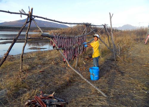 A young boy hangs humpback whitefish on a drying rack next to a river.