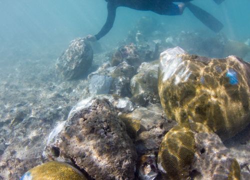 Diver assessing broken corals on seafloor.