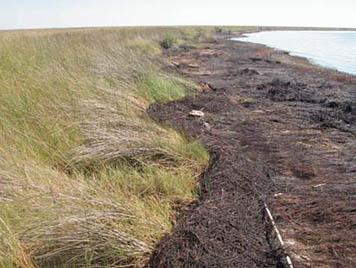 A heavily oiled marsh shoreline in Bay Jimmy, Barataria Bay, Louisiana.