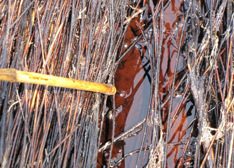 Oil from the Deepwater Horizon spill oozes out from beneath a vegetation mat.