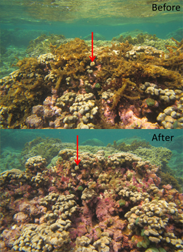 Top, coral reef with invasive algae. Bottom, same reef after algae was removed.