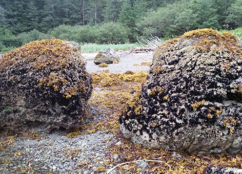 Two mussel-covered boulders on the ocean edge.