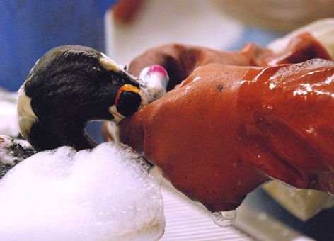 Bird being washed.