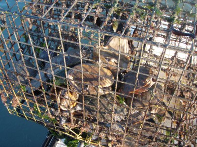 Crabs in a crab trap.