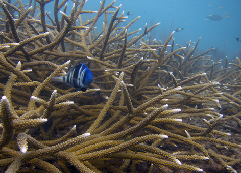 Blue fish among healthy staghorn coral.