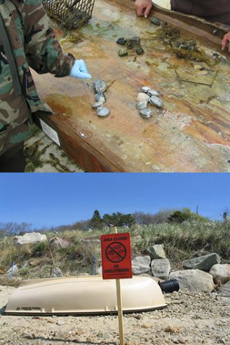 Top: People point at shellfish on wood. Bottom: Closed beach sign with boat.
