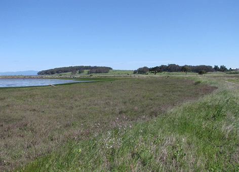 Degraded marsh area on edge of bay.