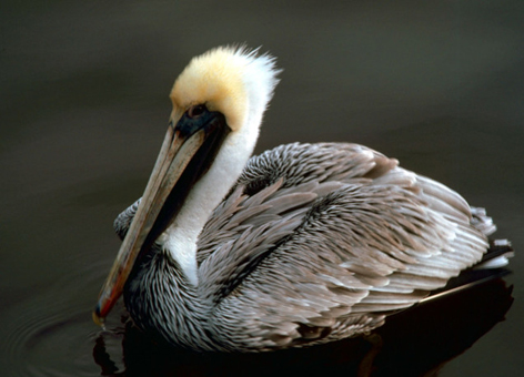 A brown pelican floats on the water's surface.