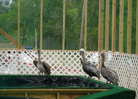 Three cleaned brown pelicans prior to being released.