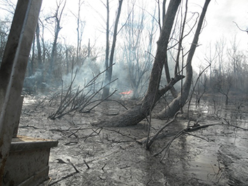 After the in situ burn incinerated oil from a wooded swamp at Bayou Sorrel. 