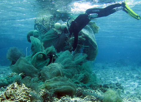 Lost or discarded fishing nets frequently get lodged on corals and smother or break the corals underneath them. Here, a diver removes them from a reef near Midway Atoll in the Northwestern Hawaiian Islands. (NOAA) A diver removes a mass of nets from a coral reef near Midway Atoll.
