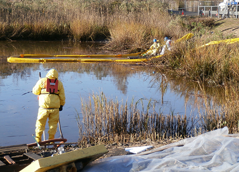 Cleanup workers scoop oil out of a marsh with containment boom at the edges.