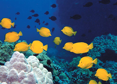 Coral habitat with fish in the Hawaiian Islands.