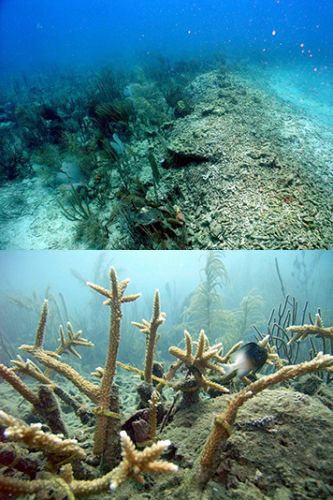 Top, intact and crushed corals. Bottom, fish and reattached coral fragments.