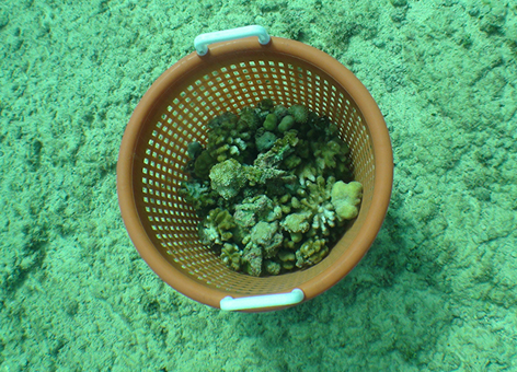 Basket of loose corals collected from the area damaged by the 2010 grounding.