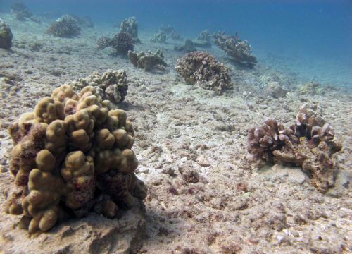 Seafloor showing an area of coral restoration.