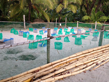 Rows of nets cover sandy sea turtle nests, surrounded by fencing.