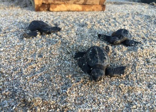 Three newly hatched Olive Ridley sea turtles crawl across sand.