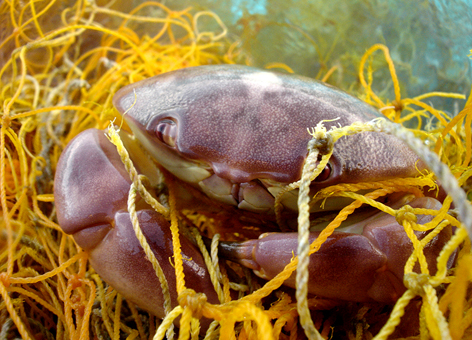 Crab tangled in yellow net underwater.