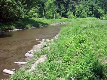 Green plants growing along a stream.