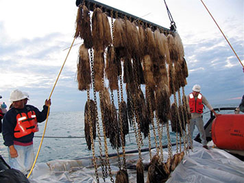 Heavy chains dragged absorbent material along the seafloor in the Gulf of Mexico in order to detect submerged oil. (ENTRIX, 11/19/2005) Heavy chains dragged absorbent material along the seafloor.