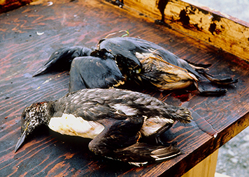 Birds killed as a result of oil from the Exxon Valdez spill.