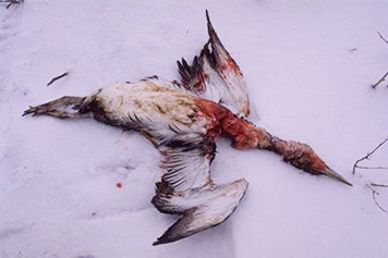 An oiled seabird was found dead on the beach following the Kuroshima oil spill near Dutch Harbor, Alaska, in November 1997. (NOAA) An oiled seabird was found dead on the beach following the KUROSHIMA oil spill
