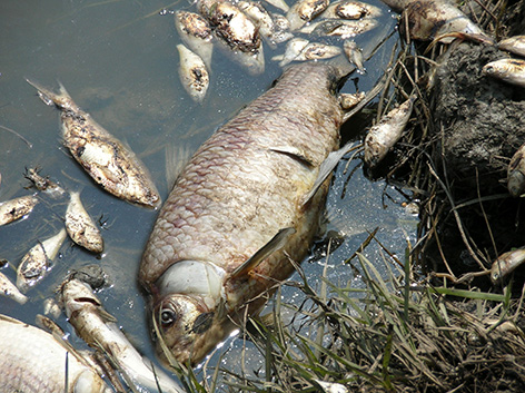 Fish killed in the Gulf of Mexico's polluted waters following Hurricane Rita.