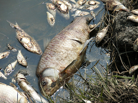 effects of oil spills in water