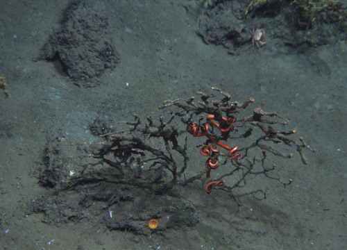 Injured deep-sea coral covered in brown material with its associated brittlestar