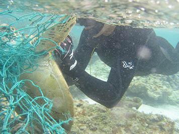 OAA divers cut a Hawaiian green sea turtle free from a derelict fishing net.