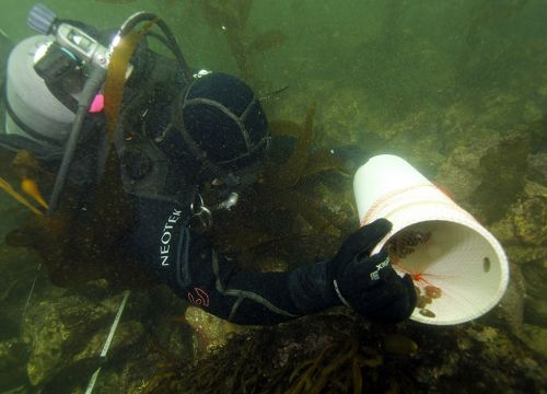 Diver placing PVC tube with small sea snails on the rocky seafloor.