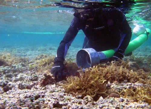 Diver gathering algae into Super Sucker's vacuum hose.