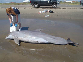 Scientist records data on a dead dolphin on a beach.