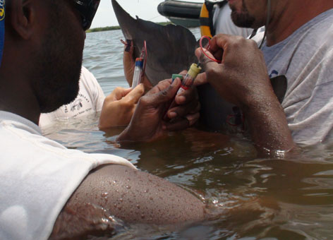 Veterinarians collect samples from a Barataria Bay dolphin.