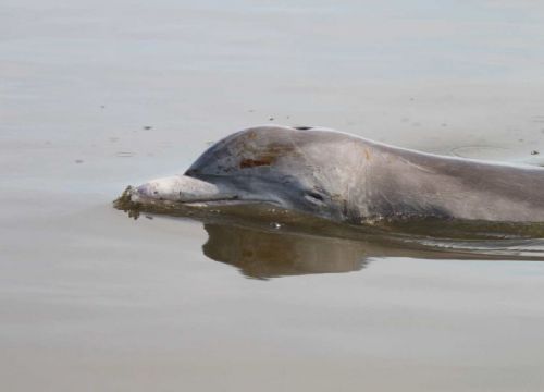 Dolphin with oil on its skin swimming.