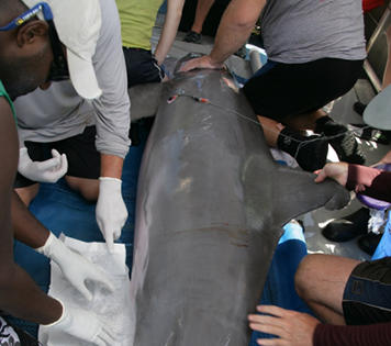 Scientists collect samples and assess health of a bottlenose dolphin on a boat.