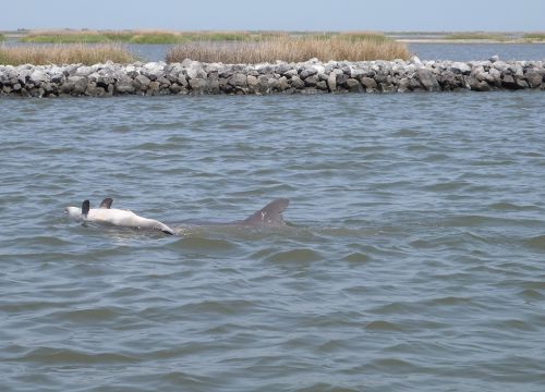 A mother bottlenose dolphin pushes her dead newborn calf at the water's surface.