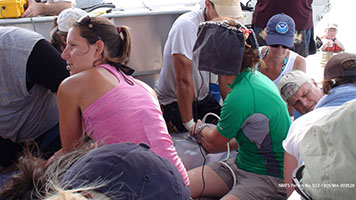 Aug 2011: A veterinarian performs an ultrasound on aBarataria Bay dolphin