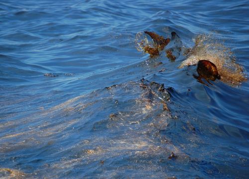 Oil in a boat wake on the ocean surface.