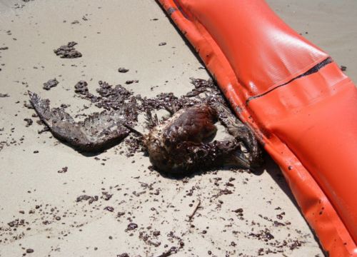 Dead bird covered in oil next to spill containment boom on a beach.