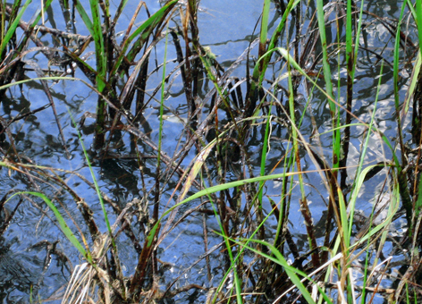 Oil in marsh vegetation during the 2010 Deepwater Horizon/BP oil spill.