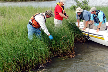 People in boat and in marsh assessing oiling impacts.