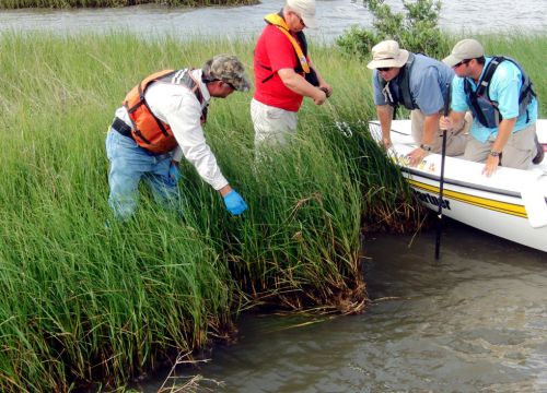 Two men stand on a marsh island, pointing, and two are in a boat nearby.