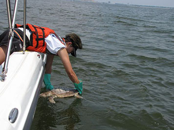 Scientist leans over a boat to retrieve a dead sea turtle from the water.
