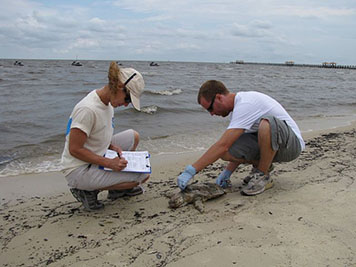 Two scientists measure a dead Kemp's ridley sea turtle on a Mississippi beach.