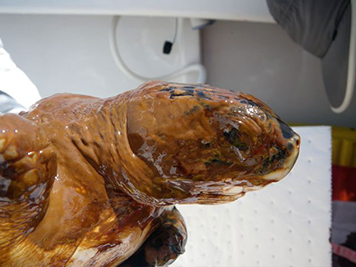 The head and front portion of a Kemp's Ridley sea turtle covered in oil.