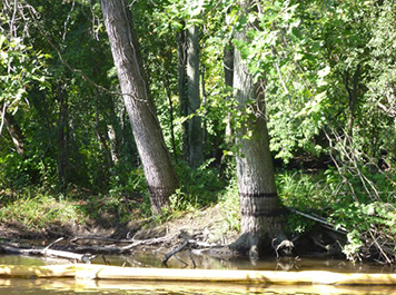 Oil rings on trees next to a river with boom.